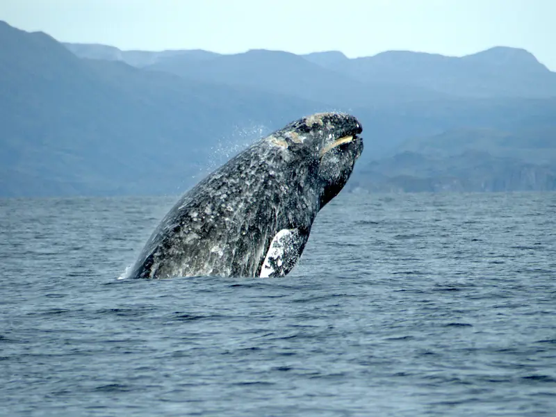 A gray whale breaching, its mottled gray head rising out of the ocean